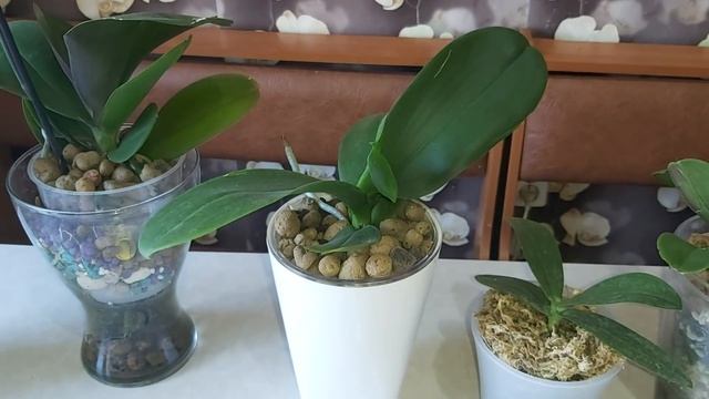 Делюсь своим БОЛЬШИМ опытом по выращивании ОРХИДЕЙ? на ФИТИЛЬНОМ ПОЛИВЕ в КЕРАМЗИТЕ смотреть онлайн