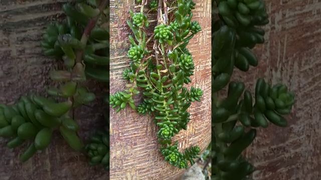 Is this a Sedum or Senecio Succulent Type?