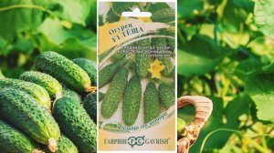 9 Лучших сортов огурцов для 2024 года