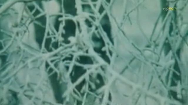 Евгения Соковикова - Русская метелица
