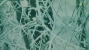 Евгения Соковикова - Русская метелица