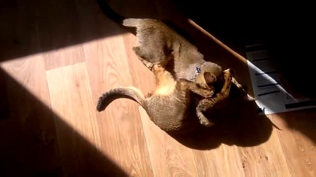 Котята Чаузи F3