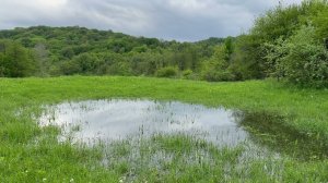 Spring Awakening: Embrace the Melodious Sounds of the Rain-Kissed Forest