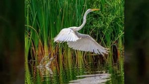 Большая белая цапля. Читать описание.