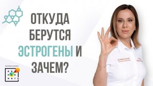 Эстрогены: откуда берутся и в чём их функция?