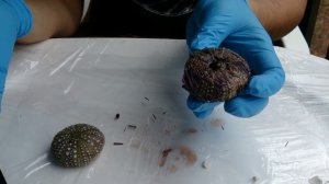 Что внутри у морского ежа??