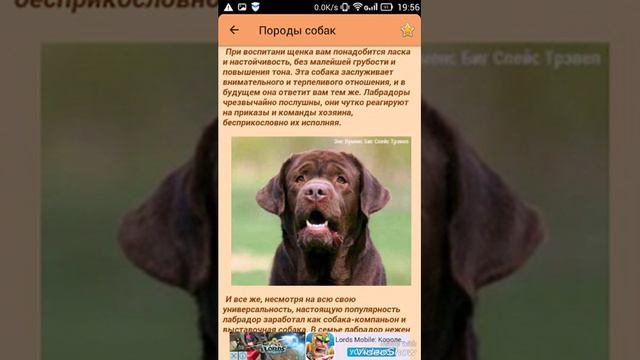 Все о ЛАБРАДОРА!!!(ЧИТАЙ ОПИСАНИЕ) смотреть онлайн