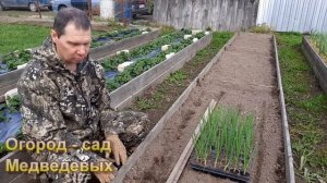 Высадка рассады лука Эксибишен