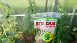 ПАУТИННЫЙ КЛЕЩ на ОГУРЦАХ. БОРЬБА БЕЗ ХИМИИ. #огурцы #фитоверм #дымоваяшашка