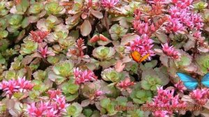 Седум ложный Пурпуреум ? ложный седум Пурпуреум обзор: как сажать, рассада седума Пурпуреум
