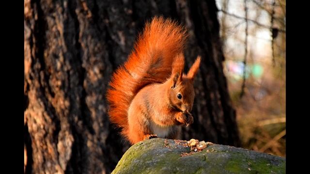 Сергей Козлов. Такое дерево смотреть онлайн