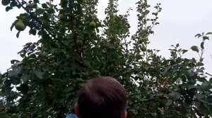 Летние груши. Часть 2.