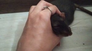 Как приучить крысу к туалету. Возможно ли это.