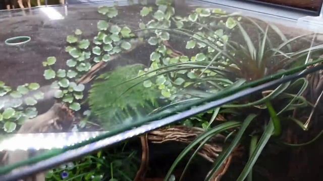 Анонсы, планы и ответы на вопросы. смотреть онлайн