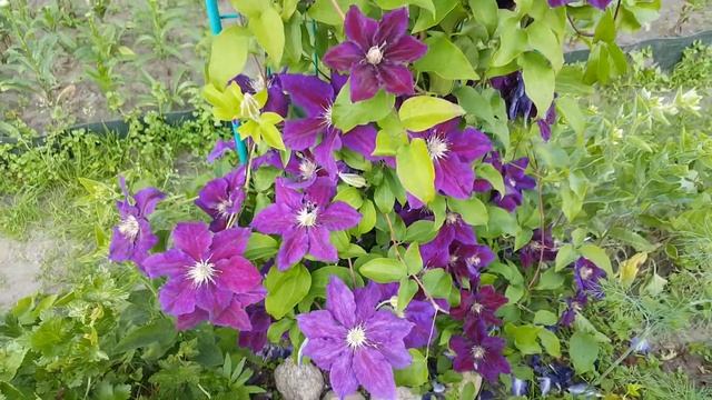 Клематис Юлька . Clematis Julka . Польские сорта клематисов . Группа витицелла .