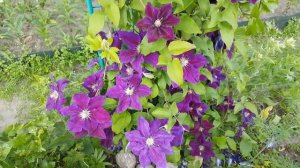 Клематис Юлька . Clematis Julka . Польские сорта клематисов . Группа витицелла .