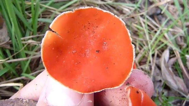 Sarcoscypha coccinea - BABINO UVO смотреть онлайн