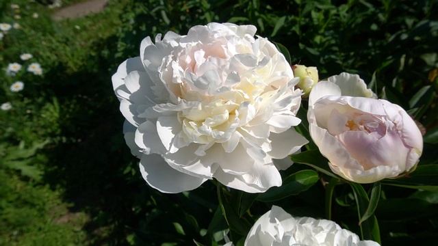 Пион Луиза Лоссинг - Louise Lossing -  Lossing, 1943, США. смотреть онлайн