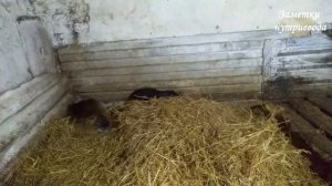 НУТРИИ РОЖАЮТ МЕРТВЫХ ЩЕНКОВ. Причина есть.