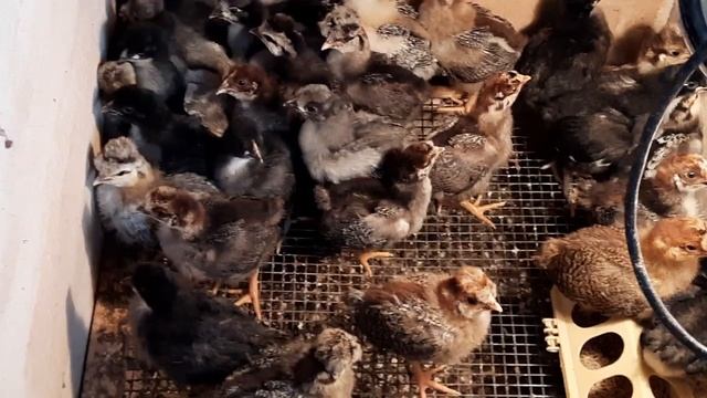 Моя любимая порода кур - русская хохлатая? смотреть онлайн