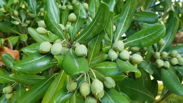 Плоды смолосемянника Тобира | Жизнь в Адлере смотреть онлайн