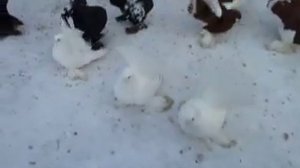 Статные голуби. 4-е видео.