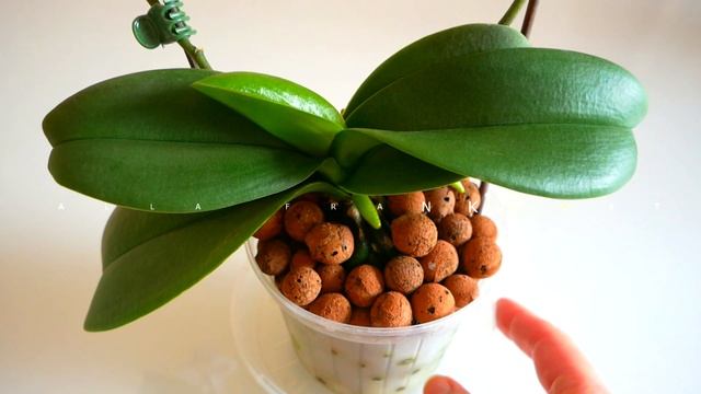 Почему СОХНУТ и ОПАДАЮТ листья Орхидеи Фаленопсис/Как исправить ситуацию смотреть онлайн