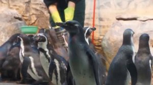 Наблюдение за пингвинами