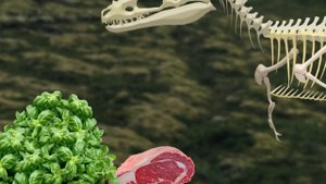 Dinosaur bones found 10 | Deltadromeus+Majungatholus+Microceratops+Alioramus+Thescelosaurus | 공룡 뼈