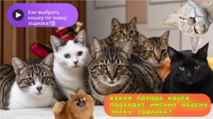 Как выбрать кошку по знаку зодиака?😻Какая порода кошек подходит именно вашему знаку зодиака?