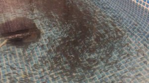 Малёк карпа в узв