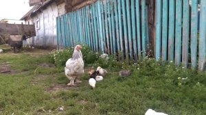 Курица и Маленькие Цыплята / и / Самый Хитрый Цыпленок /?/ Детям интересно и весело