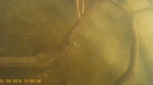 Подводная охота на Лопасне.