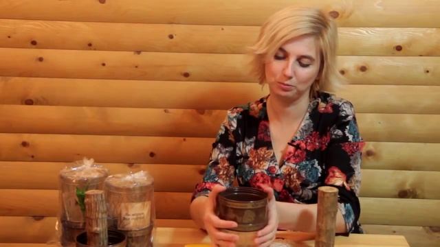 ДЕРЕВО СЧАСТЬЯ.TREE OF happiness. Как правильно выращивать и ухаживать за своим ДЕРЕВОМ СЧАСТЬЯ! смотреть онлайн