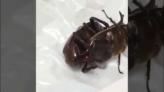 Как жуки размножаются? смотреть онлайн