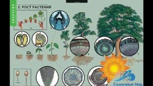 Таблицы демонстрационные "Растение - живой организм" - видео презентация.