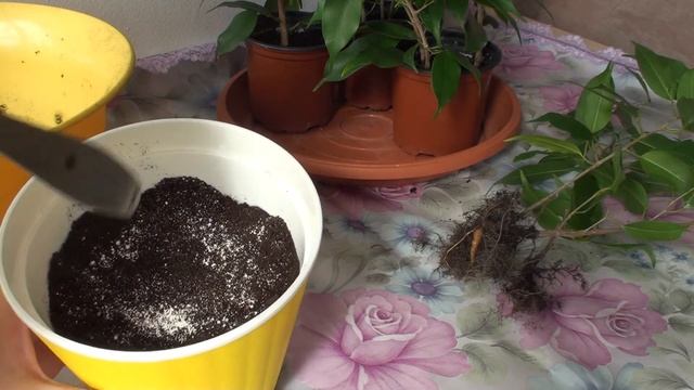 Пересадка черенков Даниэля в жёлтые горшочки. Солнечное настроение смотреть онлайн