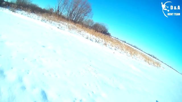 Удачное закрытие сезона охоты на зайца. Охота на зайца 2019. Hunting for a hare