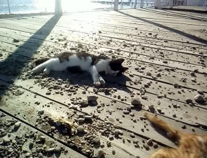 Ну, граждане алкоголики, хулиганы, тунеядцы...кто хочет сегодня поработать?!)