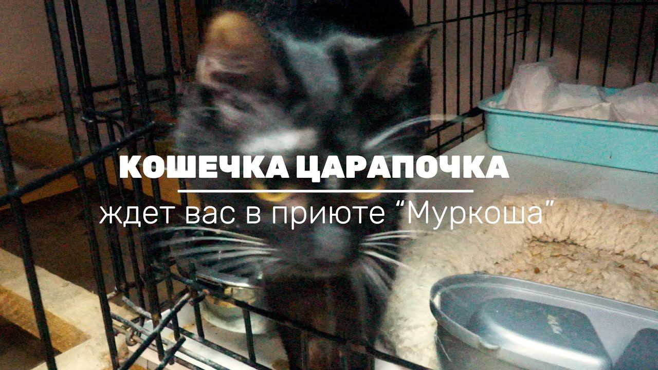 ЦАРАПОЧКА (уже дома)