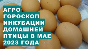 Агрогороскоп инкубации домашней птицы в мае 2023 года. Агрогороскоп інкубації домашніх птахів в трав