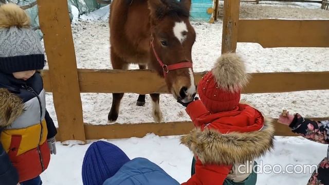Оленево - в гости к оленям