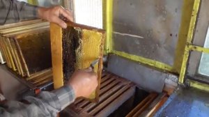 Медосбор качка / Пчеловодство.