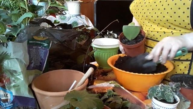 Пересадка укоренившихся растений смотреть онлайн