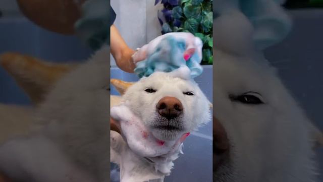 ASMR двух сиба ину 😍 смотреть онлайн