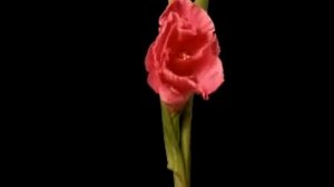 Как распускаются цветы