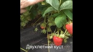 Сорт клубники Амарант - в поздние сроки урожайнее просто нет)))