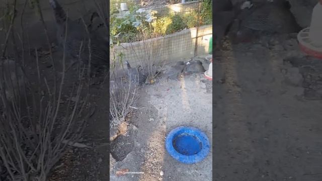 Цесарки в нашем хозяйстве. смотреть онлайн