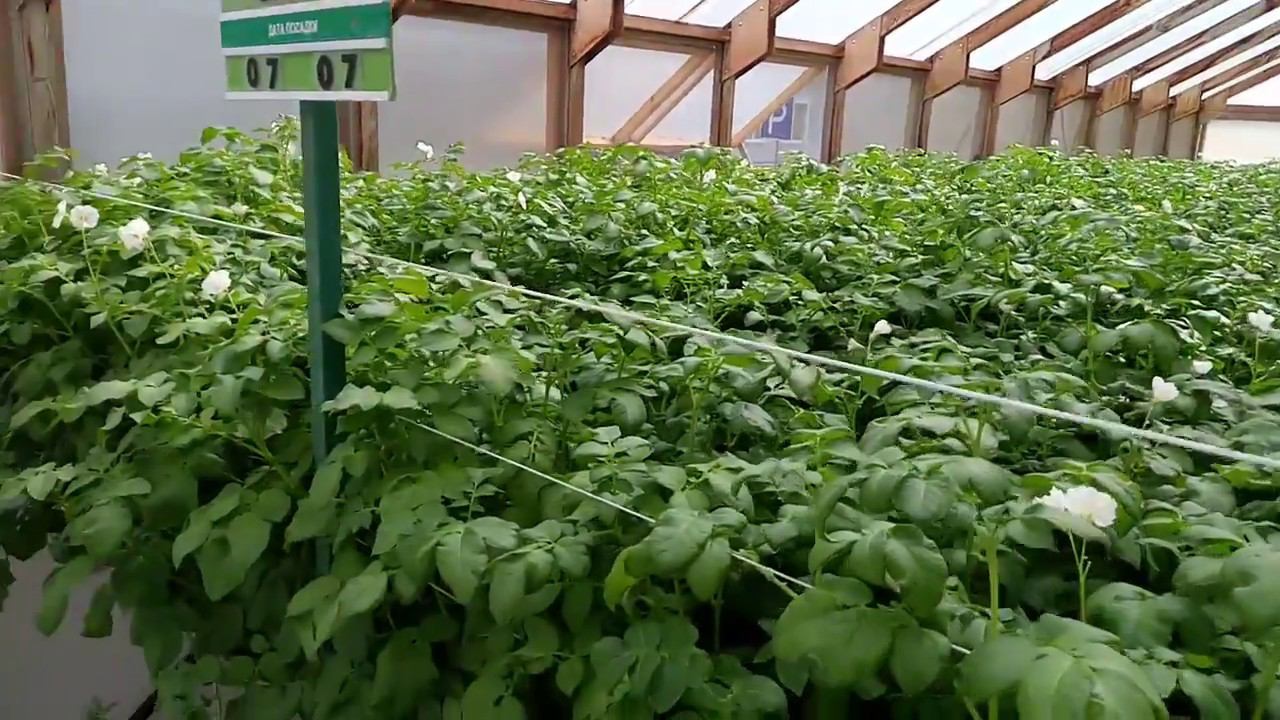 выращивание картофеля сорт Вализа методом аэропоника гидропоника в теплице Рогачево