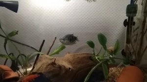 Нерест гурами в общем аквариуме. Икра ампулярии.